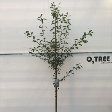 Amelanchier arborea 'Robin Hill'