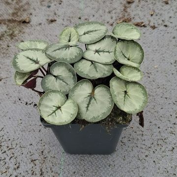 Цикламен coum 'Silver Leaf Pink'