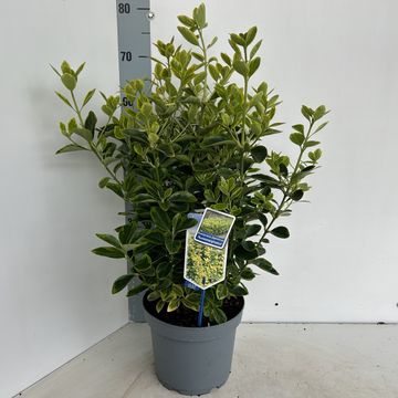 Euonymus japonicus 'Aureomarginatus'