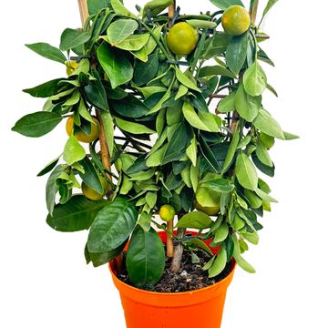 Citrus x microcarpa