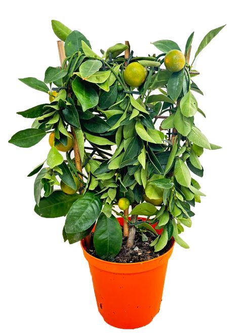 Citrus x microcarpa