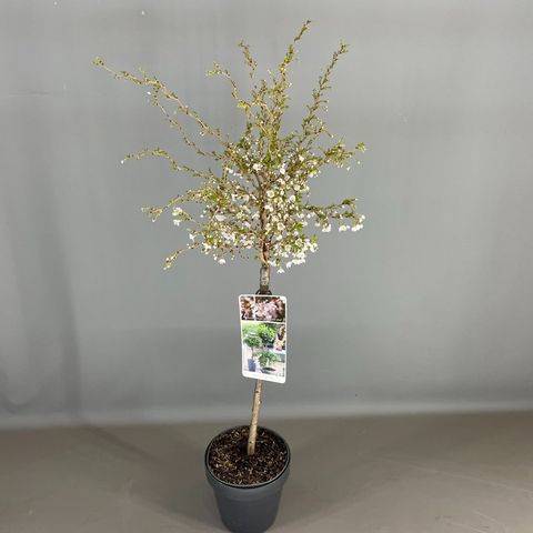 Prunus incisa 'Койоу-ноу-май'