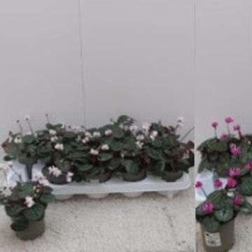 Cyclamen coum CYBERIA MIX