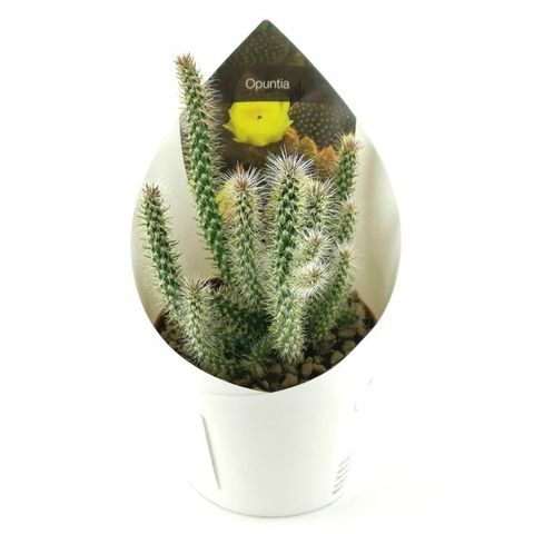 Cylindropuntia spinosior