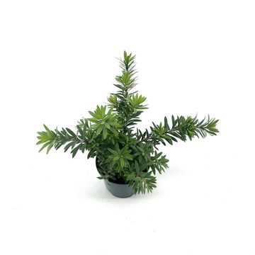 Callistemon viminalis