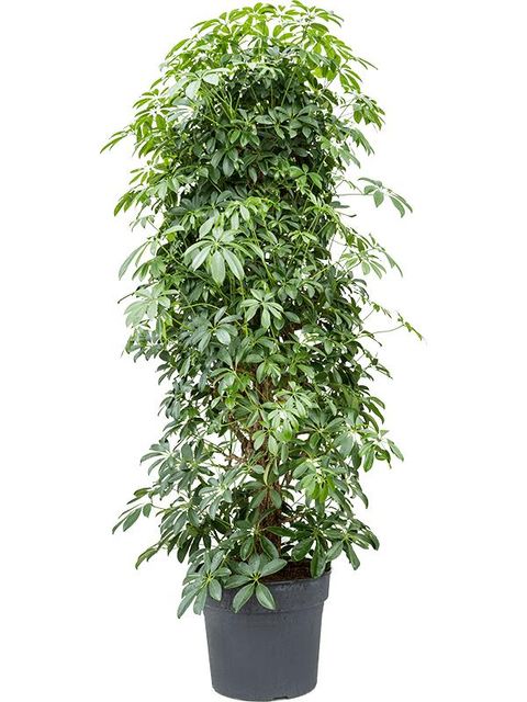 Schefflera arboricola 'Compacta'