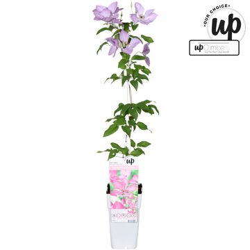 Clematis 'Margaret Hunt' (LL)