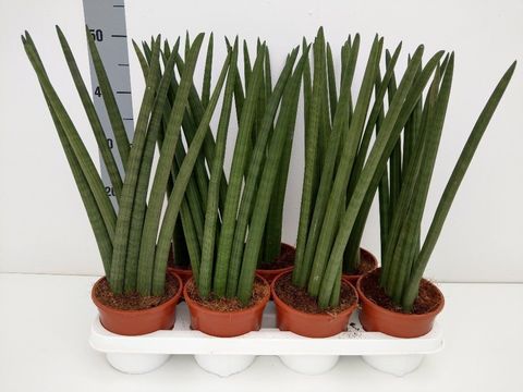 Sansevieria cylindrica 'Victory'