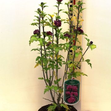 Hibiscus syriacus 'Duc de Brabant'