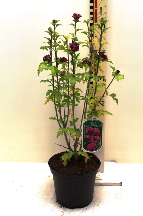 Hibiscus syriacus 'Duc de Brabant'