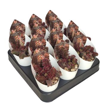 Crassula capitella thyrsiflora