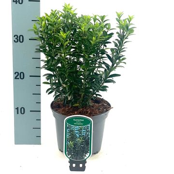 Euonymus japonicus 'Microphyllus'