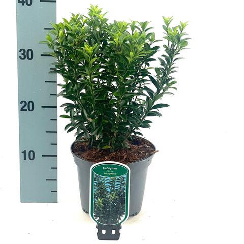 Euonymus japonicus 'Microphyllus'