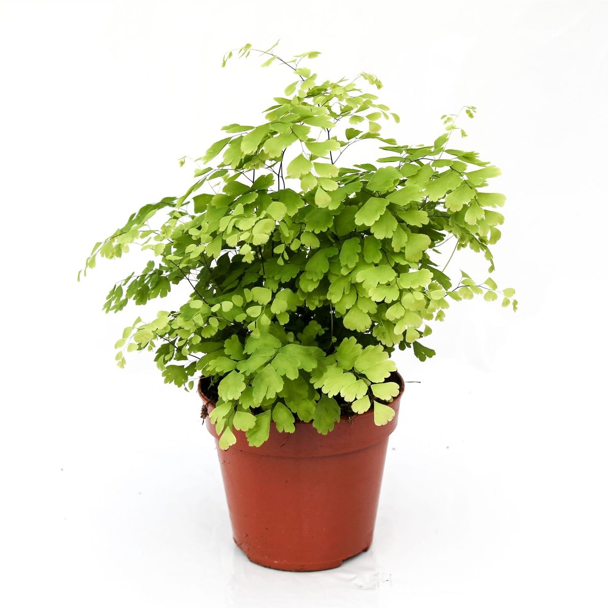 Adiantum raddianum 'Fragrans' — Plant Wholesale FlorAccess