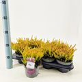 Calluna vulgaris GARDEN GIRLS ZOE