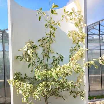 Cornus controversa 'Variegata'