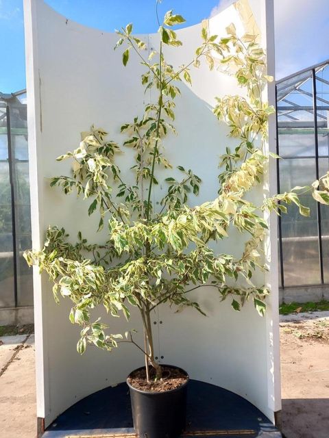 Cornus controversa 'Variegata'