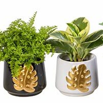 Houseplants MIX