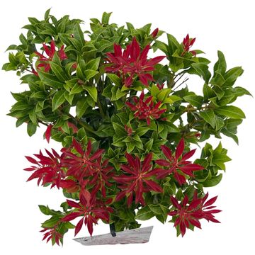 Pieris japonica 'Mountain Fire'