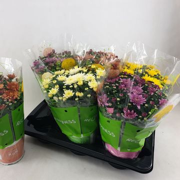 Chrysanthemum HOMERUN MIX