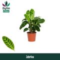 Calathea zebrina