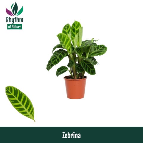 Calathea zebrina