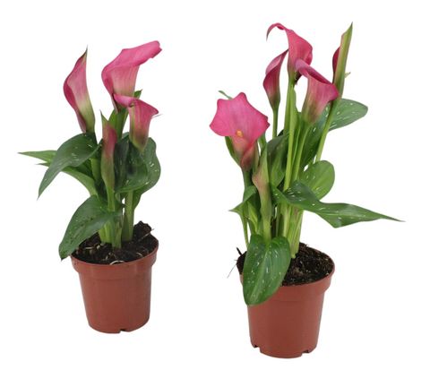 Zantedeschia 'Zazu'