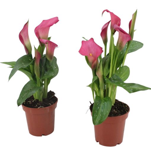 Zantedeschia 'Zazu'