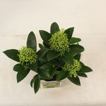 Skimmia japonica 'Fragrant Cloud'