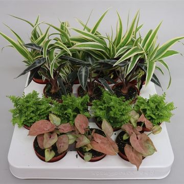 Stueplanter MIX