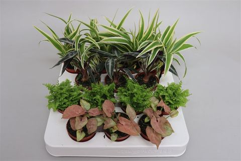 Houseplants MIX