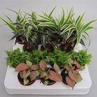 Inneplanter MIX