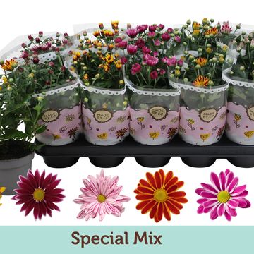 Chrysanthemum INDICUM MIX