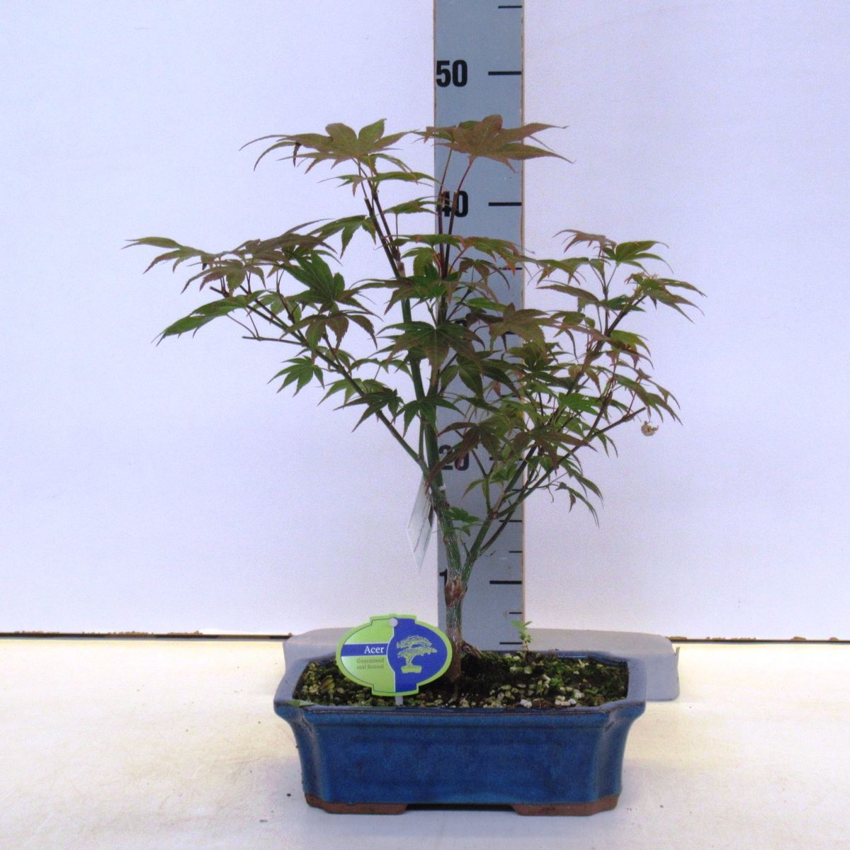 Acer palmatum 'Atropurpureum' — Plant Wholesale FlorAccess