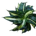 Sansevieria hahnii 'Spiral Star'