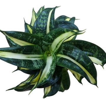 Sansevieria hahnii 'Spiral Star'