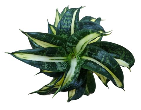 Sansevieria hahnii 'Spiral Star'