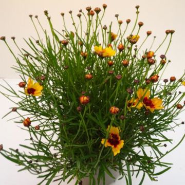Coreopsis verticillata