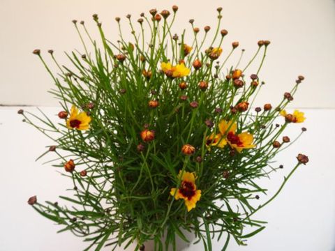 Coreopsis verticillata