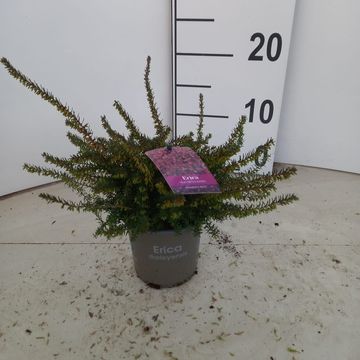 Erica x darleyensis 'Kramer's Rote'