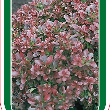 Berberis thunbergii 'Atropurpurea Nana'