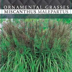 Miscanthus sinensis 'Malepartus' (Cammeraat Potcultuur)