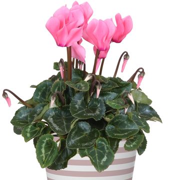 Cyclamen persicum SUPER SERIE S ALLURE MIX