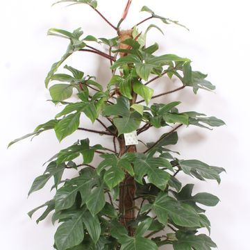 Filodendro squamiferum