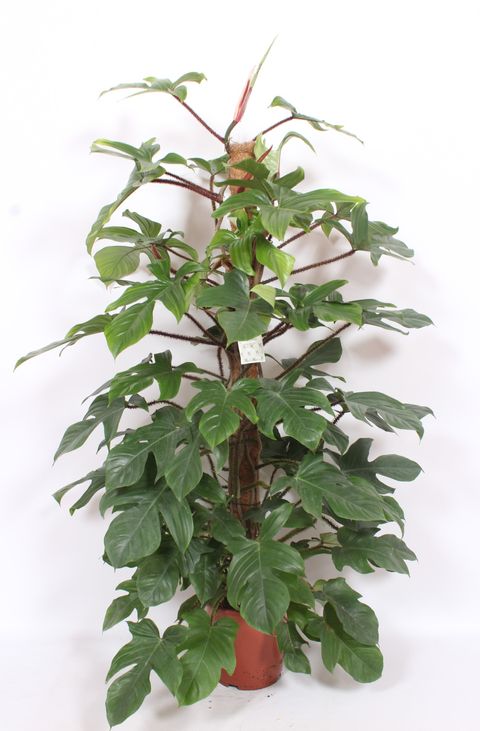 Philodendron squamiferum
