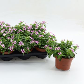 Catharanthus roseus SOIREE BERRY TWIST SOFT PINK
