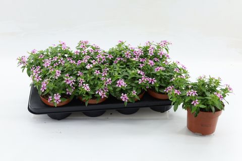 Catharanthus roseus SOIREE BERRY TWIST SOFT PINK