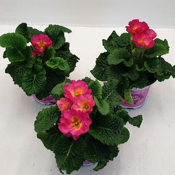 Primula GIRL'S DELIGHT MIX