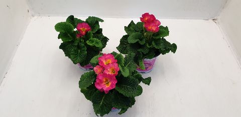 Primula GIRL'S DELIGHT MIX