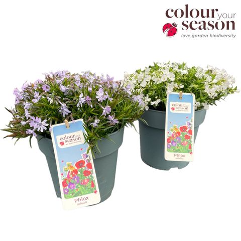 Phlox FABULOUS WHITE